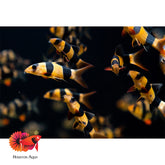 Clown Loach Size 3”